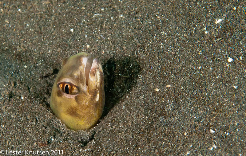 LesterKnutsen Lembeh 2011-DSC 7072