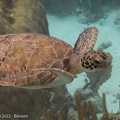 LesterKnutsen2022_Bonaire_DSC5385.jpg